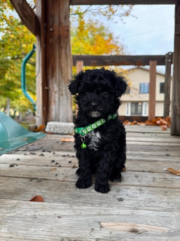 Pepper, a miniature poodle puppy at Blue Mountain Poodles