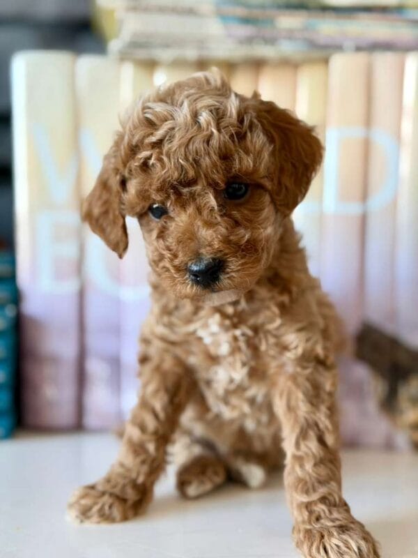 Rio, a miniature poodle puppy at Blue Mountain Poodles
