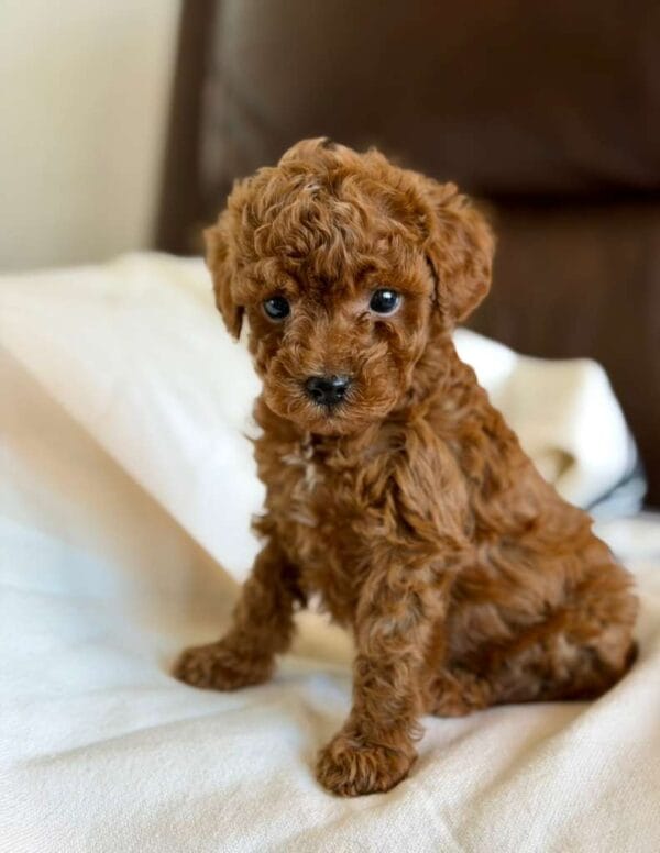 Ralph, a miniature poodle puppy at Blue Mountain Poodles