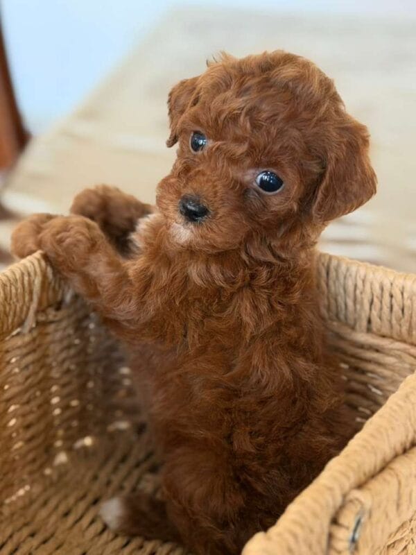 Rainy, a miniature poodle puppy at Blue Mountain Poodles