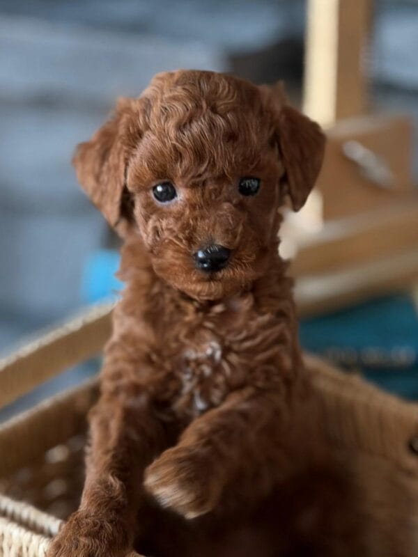 Ruby, a miniature poodle puppy at Blue Mountain Poodles