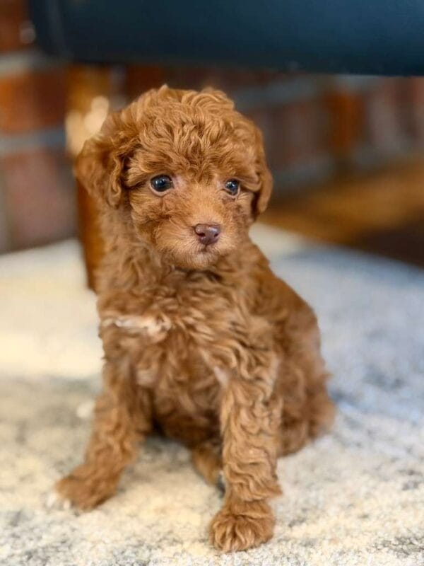 Rosie, a miniature poodle puppy at Blue Mountain Poodles