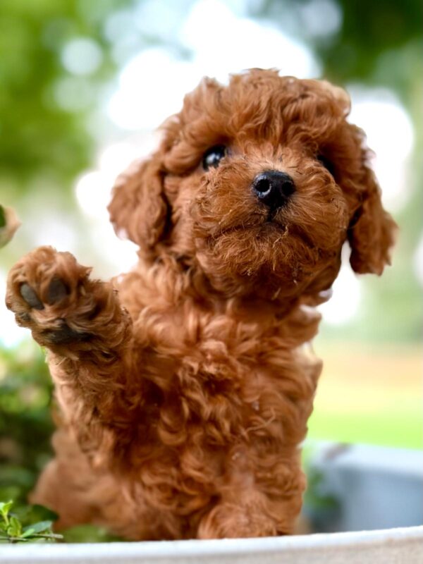 Samson, a red miniature poodle puppy at Blue Mountain Poodles