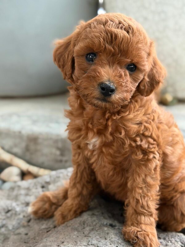 Sara, a red miniature poodle puppy at Blue Mountain Poodles