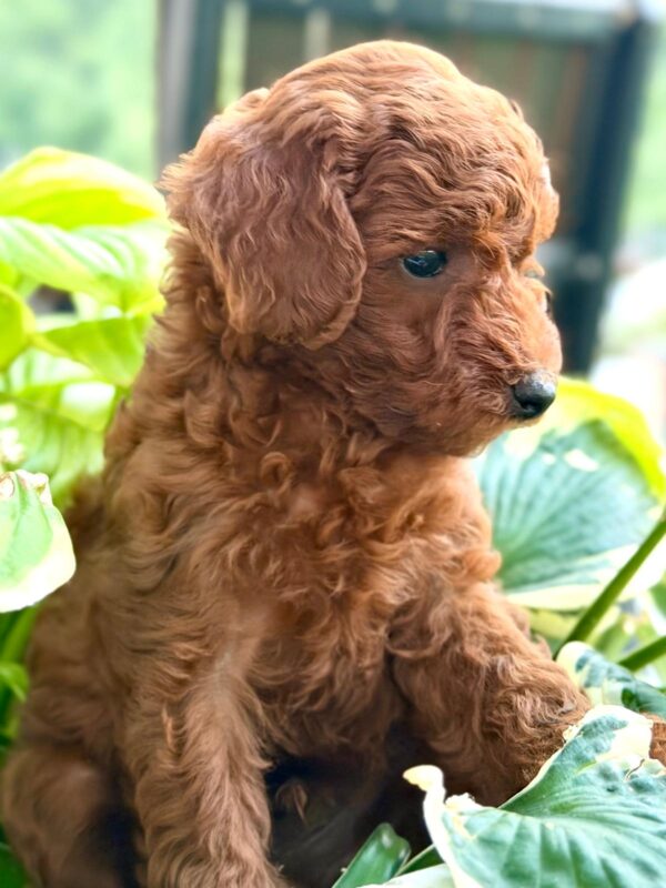 Simon, a red miniature poodle puppy at Blue Mountain Poodles