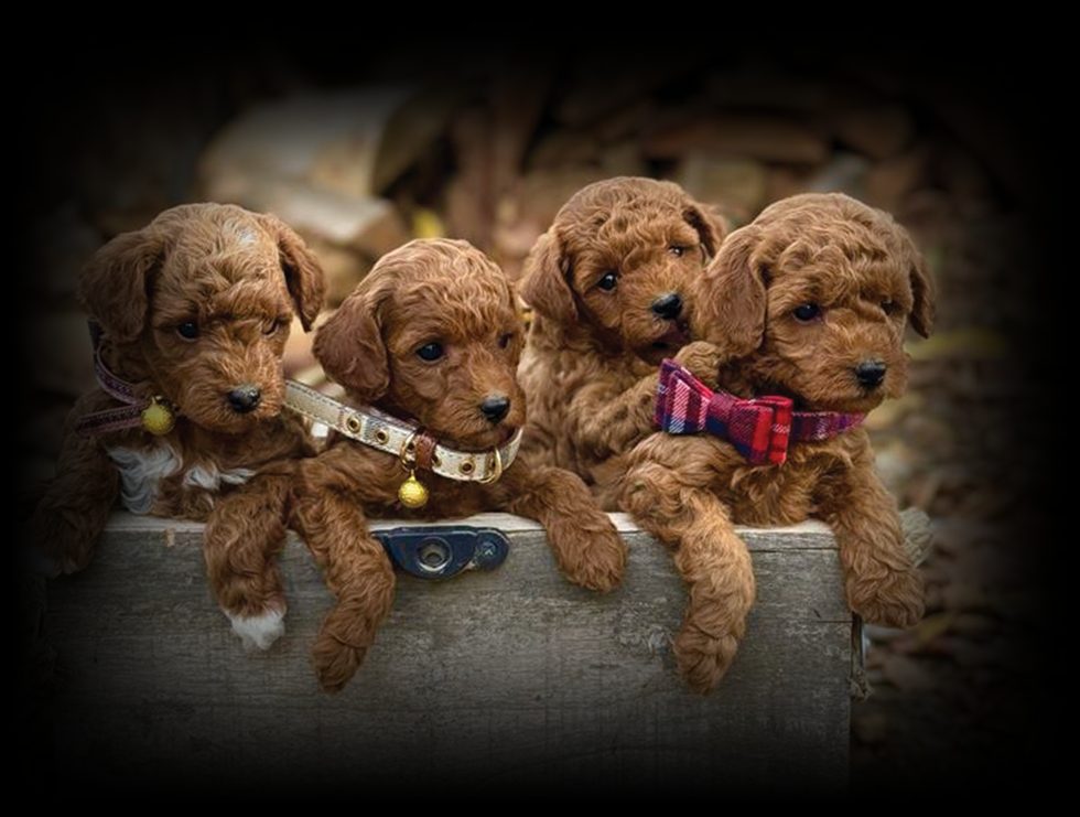 Four red miniature poodle puppies sitting in a wooden crate at Blue Mountain Poodles